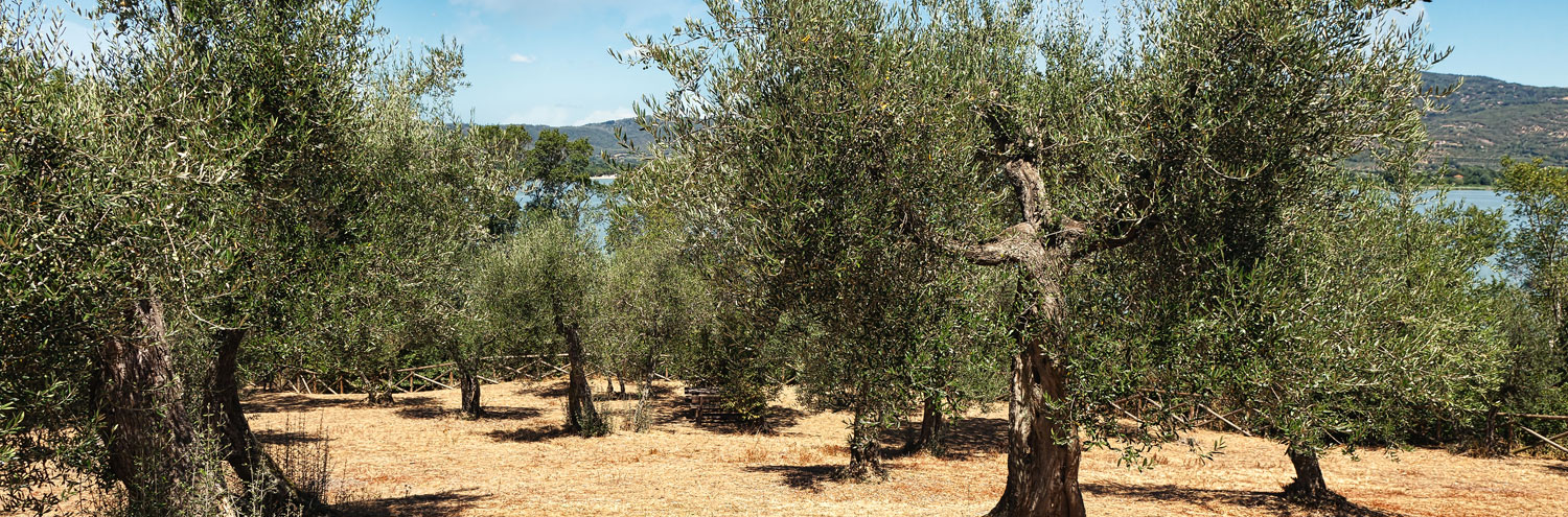 immagine-scheda-Umbria-DOP