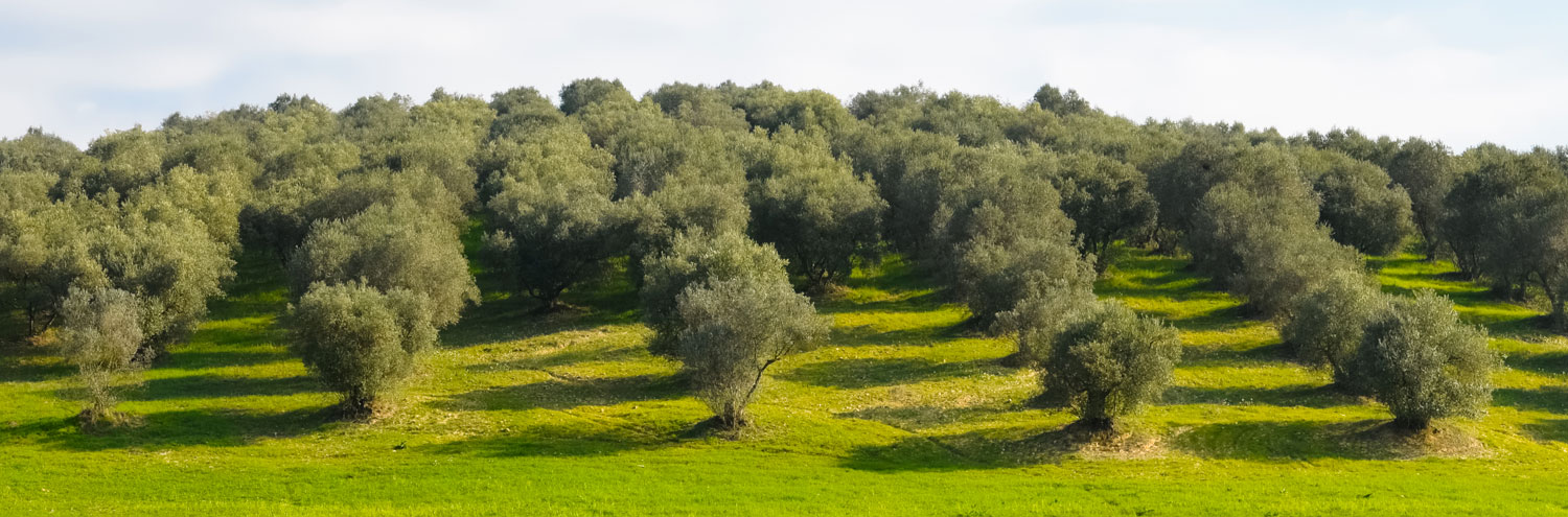 immagine-scheda-lazio