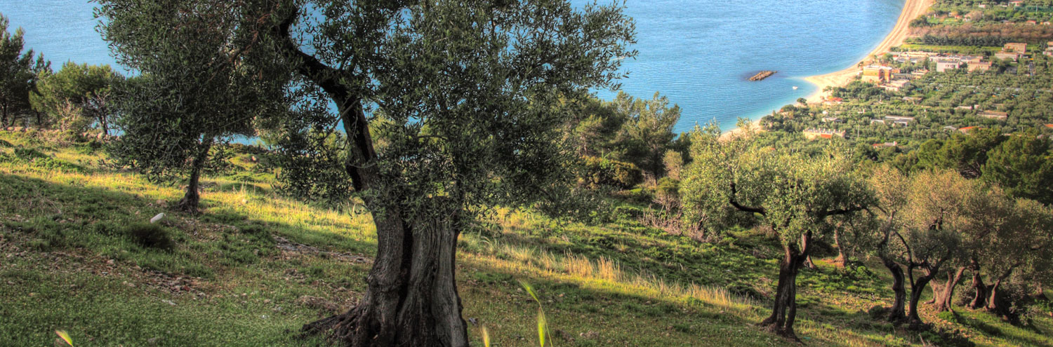 immagine-scheda-dauno-dop