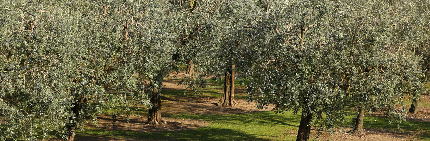 immagine-scheda-garda-dop