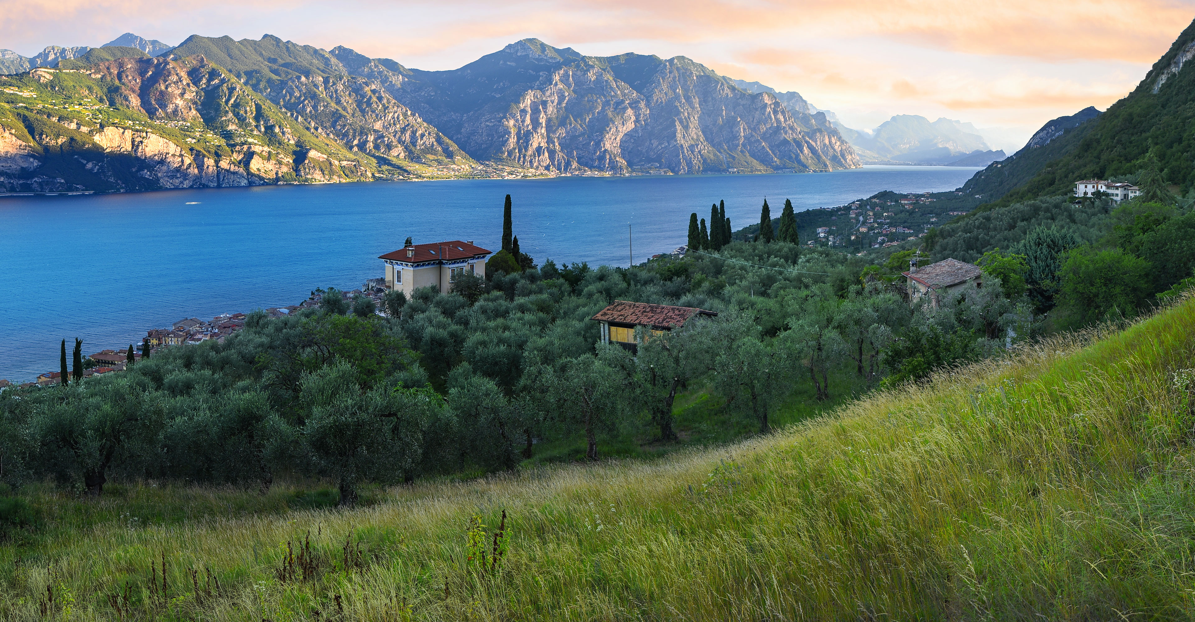olivi-lombardia